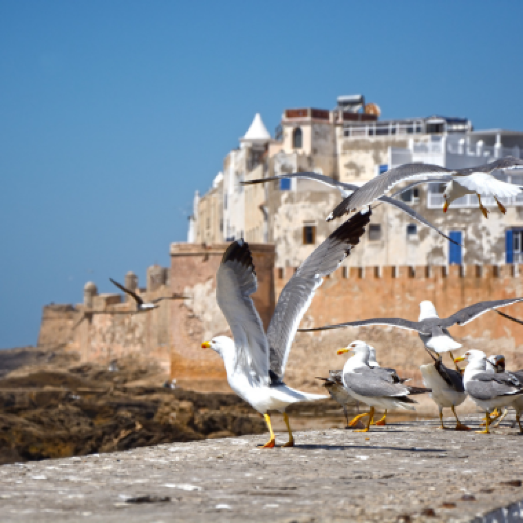 Excursion à Essaouira